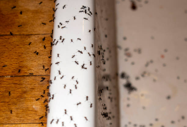 Trusted Pink, OK Pest Control Experts