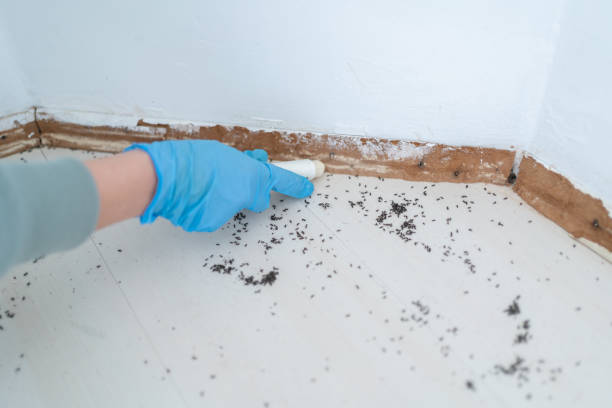 Best Exterminator Services  in Pink, OK